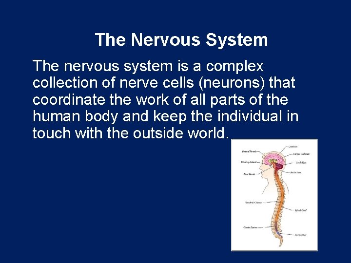 The Nervous System The nervous system is a complex collection of nerve cells (neurons)