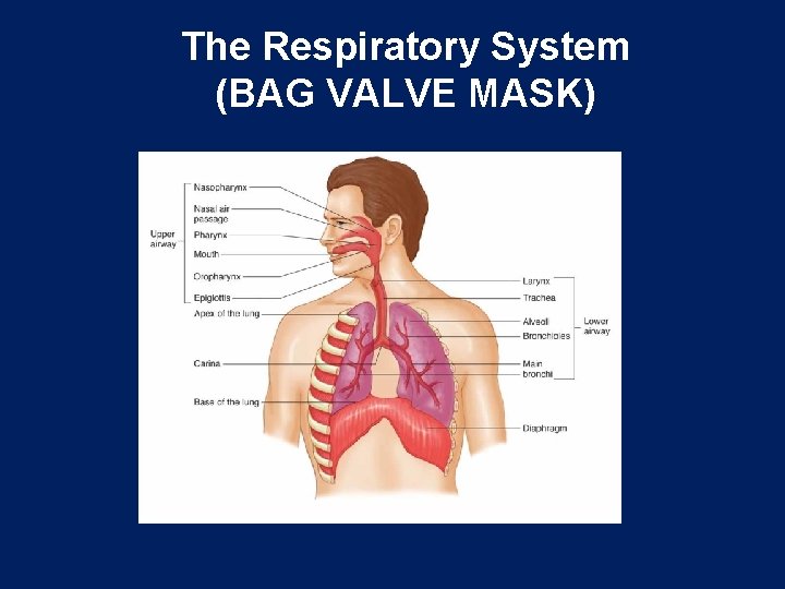 The Respiratory System (BAG VALVE MASK) 