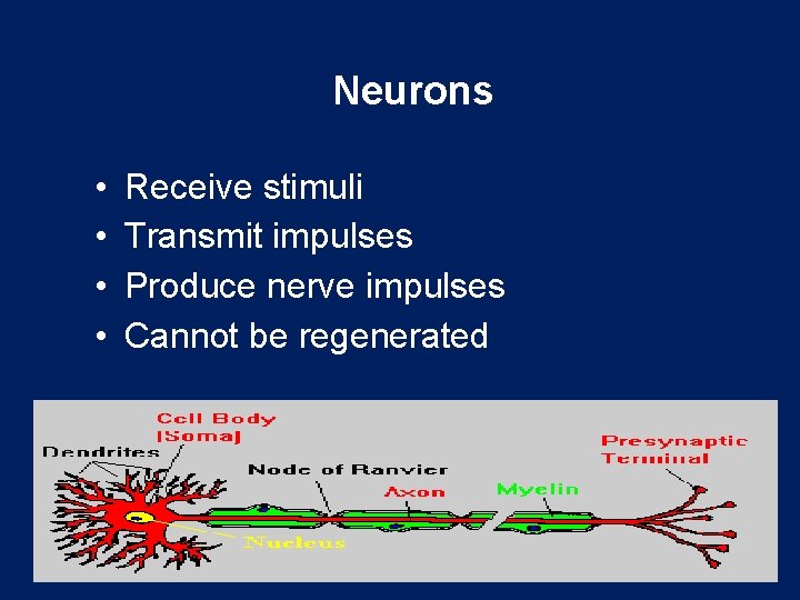 Neurons • • Receive stimuli Transmit impulses Produce nerve impulses Cannot be regenerated 