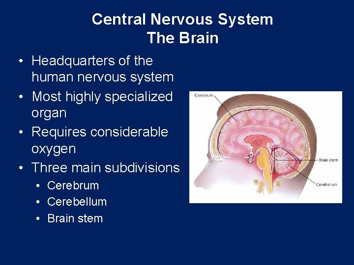 Central Nervous System The Brain • Headquarters of the human nervous system • Most