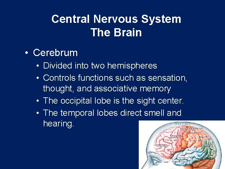 Central Nervous System The Brain • Cerebrum • Divided into two hemispheres • Controls