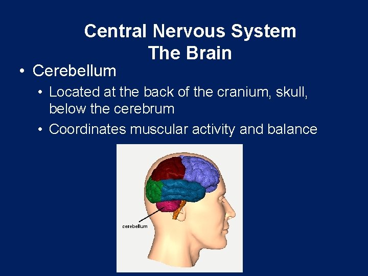 Central Nervous System The Brain • Cerebellum • Located at the back of the