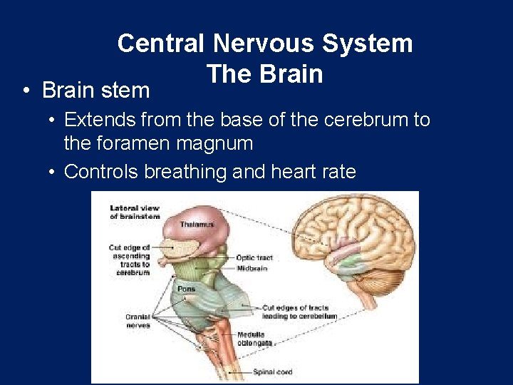 Central Nervous System The Brain • Brain stem • Extends from the base of