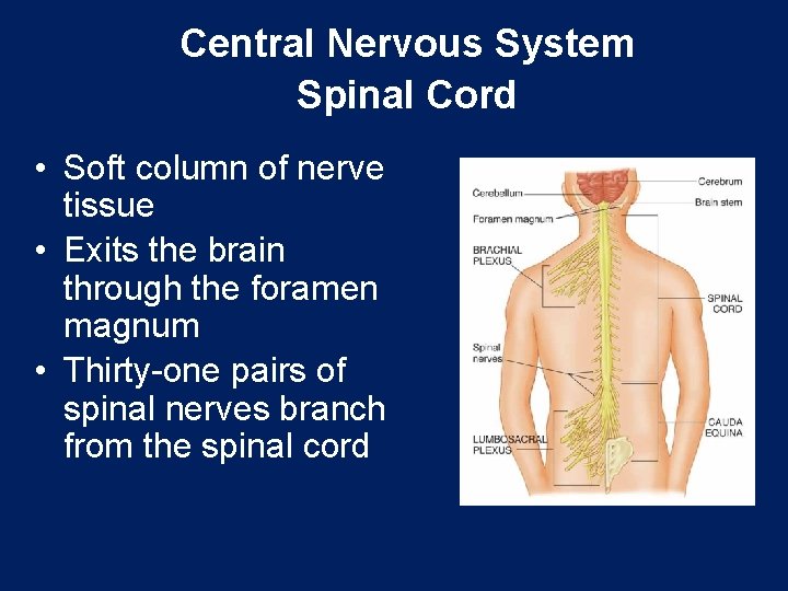 Central Nervous System Spinal Cord • Soft column of nerve tissue • Exits the