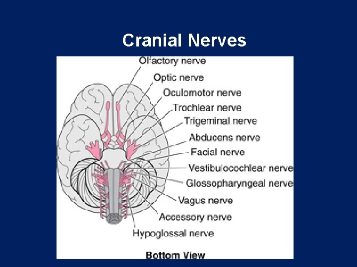 Cranial Nerves 