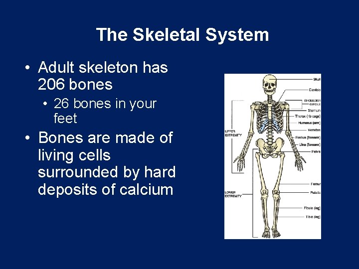 The Skeletal System • Adult skeleton has 206 bones • 26 bones in your