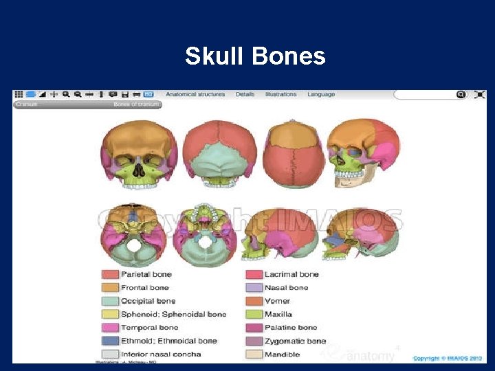 Skull Bones 