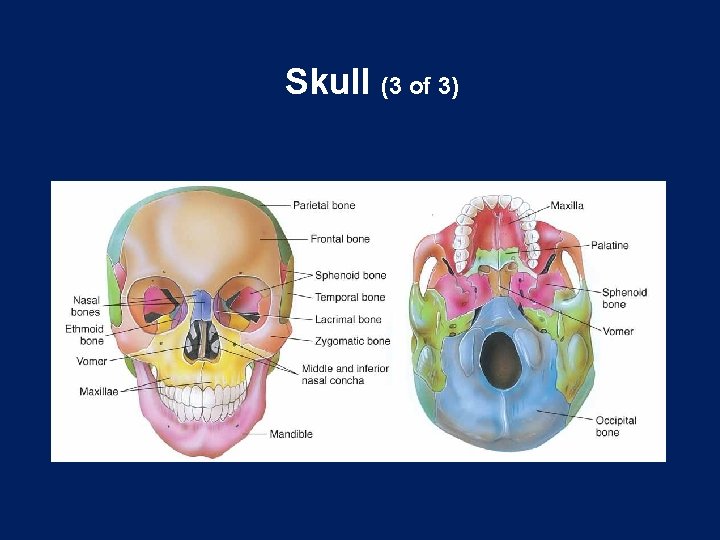 Skull (3 of 3) 