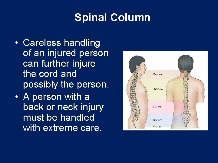 Spinal Column • Careless handling of an injured person can further injure the cord