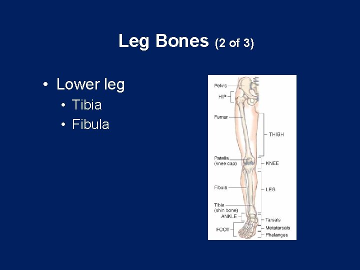 Leg Bones (2 of 3) • Lower leg • Tibia • Fibula 