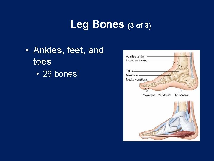 Leg Bones (3 of 3) • Ankles, feet, and toes • 26 bones! 