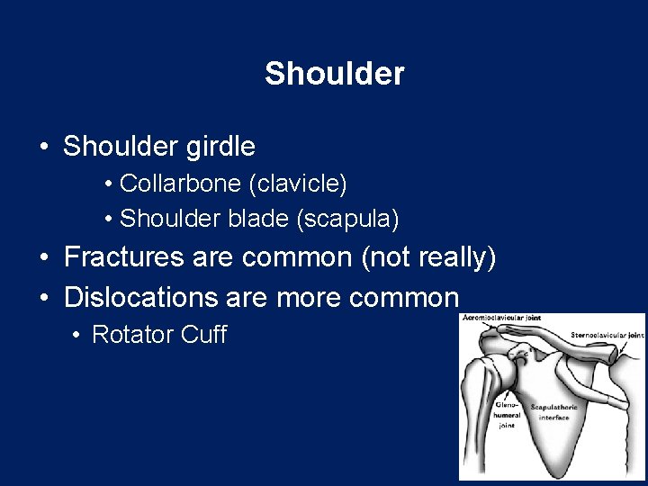 Shoulder • Shoulder girdle • Collarbone (clavicle) • Shoulder blade (scapula) • Fractures are