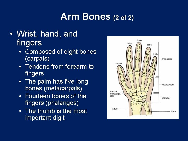 Arm Bones (2 of 2) • Wrist, hand, and fingers • Composed of eight