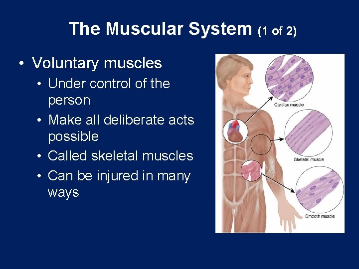 The Muscular System (1 of 2) • Voluntary muscles • Under control of the