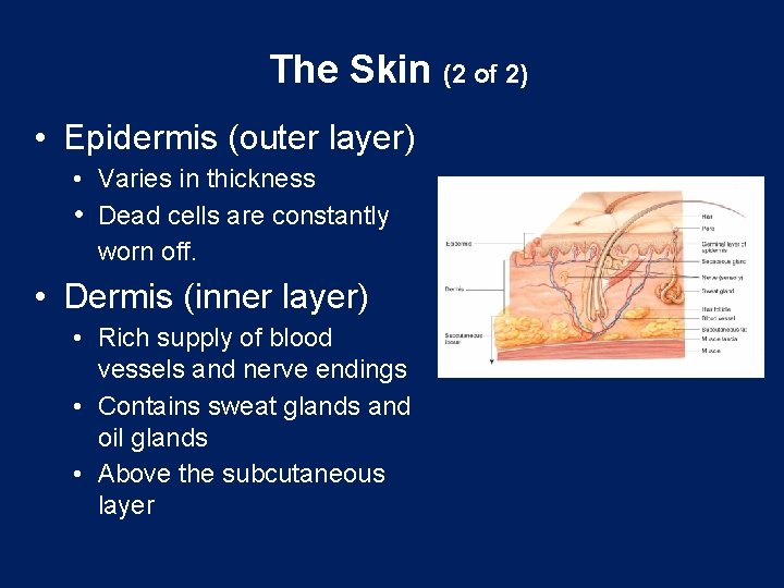 The Skin (2 of 2) • Epidermis (outer layer) • Varies in thickness •