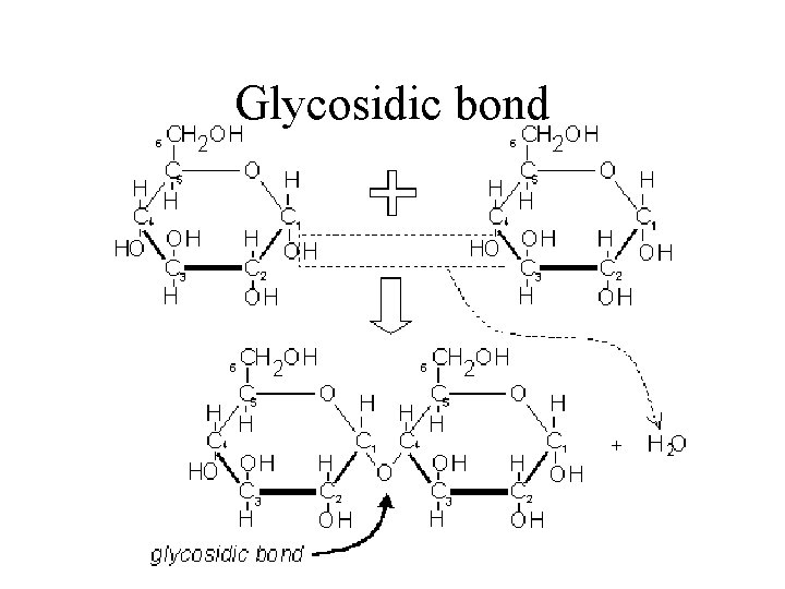 Glycosidic bond 