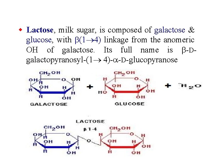w Lactose, milk sugar, is composed of galactose & glucose, with b(1 4) linkage