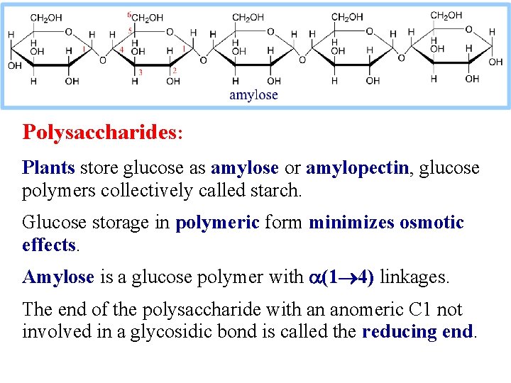 Polysaccharides: Plants store glucose as amylose or amylopectin, glucose polymers collectively called starch. Glucose
