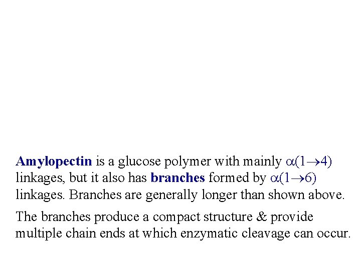Amylopectin is a glucose polymer with mainly a(1 4) linkages, but it also has