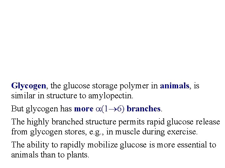 Glycogen, the glucose storage polymer in animals, is similar in structure to amylopectin. But