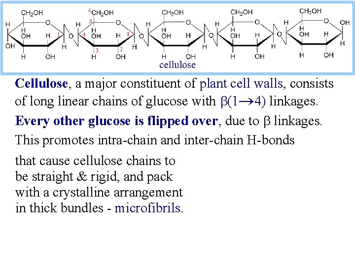 Cellulose, a major constituent of plant cell walls, consists of long linear chains of