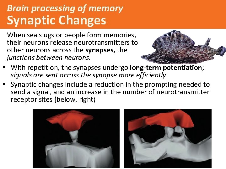 Brain processing of memory Synaptic Changes When sea slugs or people form memories, their