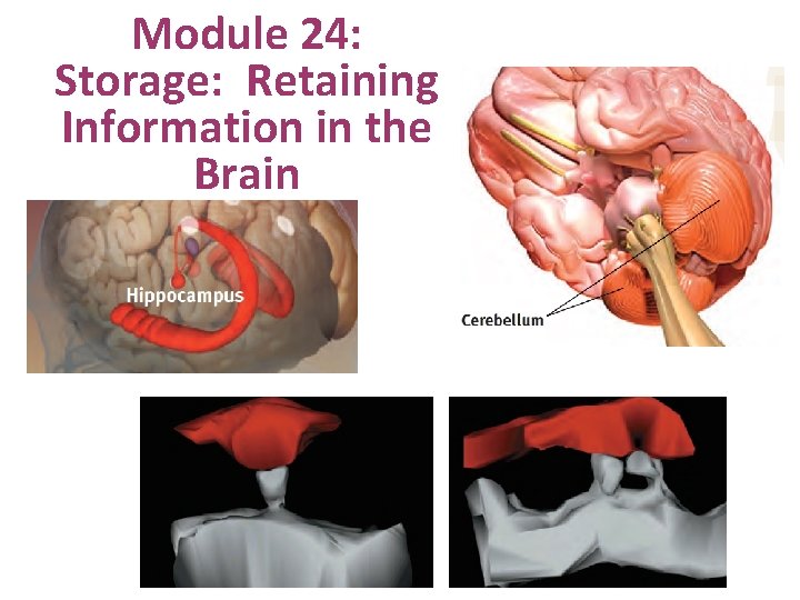 Module 24: Storage: Retaining Information in the Brain 