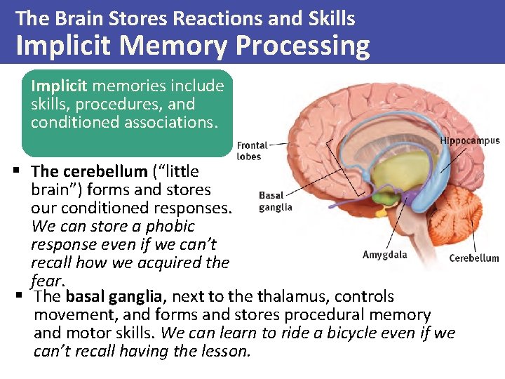 The Brain Stores Reactions and Skills Implicit Memory Processing Implicit memories include skills, procedures,