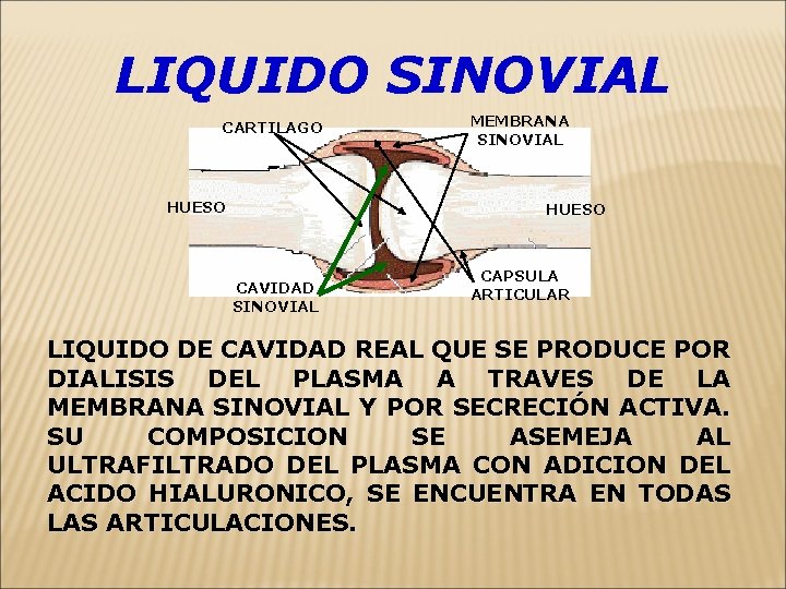 LIQUIDO SINOVIAL CARTILAGO HUESO MEMBRANA SINOVIAL HUESO CAVIDAD SINOVIAL CAPSULA ARTICULAR LIQUIDO DE CAVIDAD