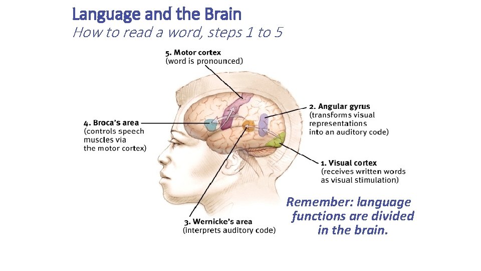 Language and the Brain How to read a word, steps 1 to 5 Remember: Language and the Brain How to read a word, steps 1 to 5 Remember:
