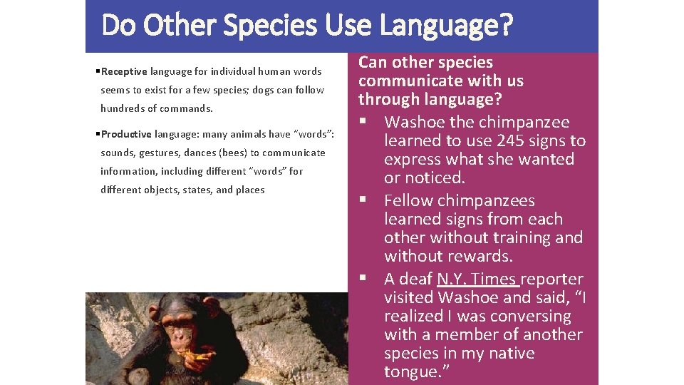 Do Other Species Use Language? §Receptive language for individual human words seems to exist Do Other Species Use Language? §Receptive language for individual human words seems to exist