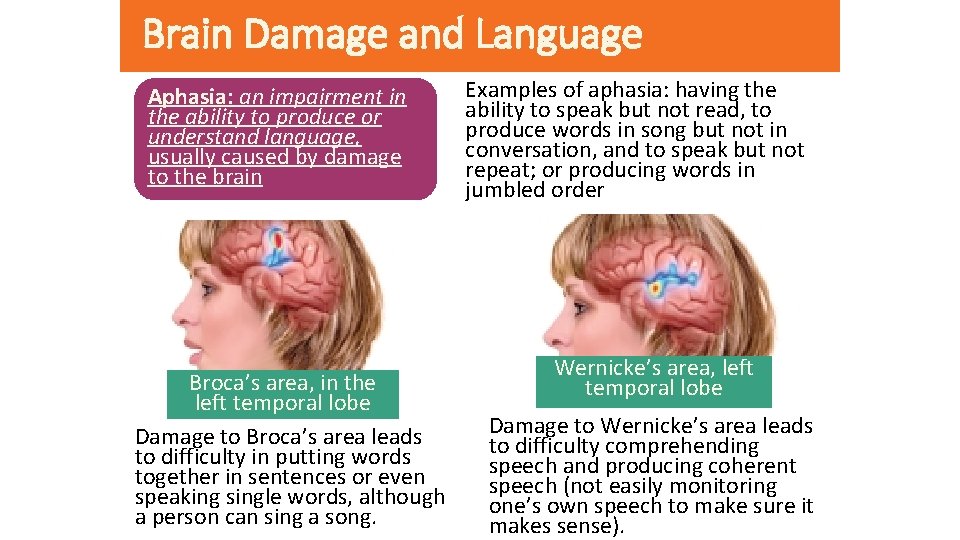 Brain Damage and Language Aphasia: an impairment in the ability to produce or understand Brain Damage and Language Aphasia: an impairment in the ability to produce or understand