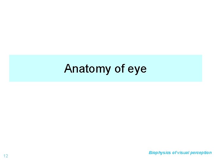 Anatomy of eye 12 Biophysics of visual perception 