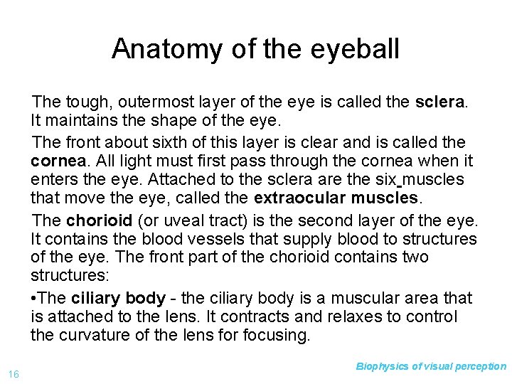 Anatomy of the eyeball The tough, outermost layer of the eye is called the