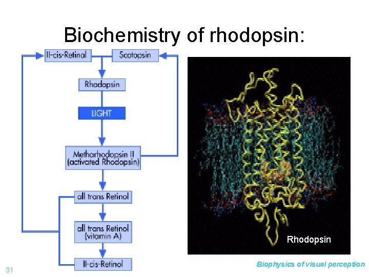 Biochemistry of rhodopsin: Rhodopsin 31 Biophysics of visual perception 