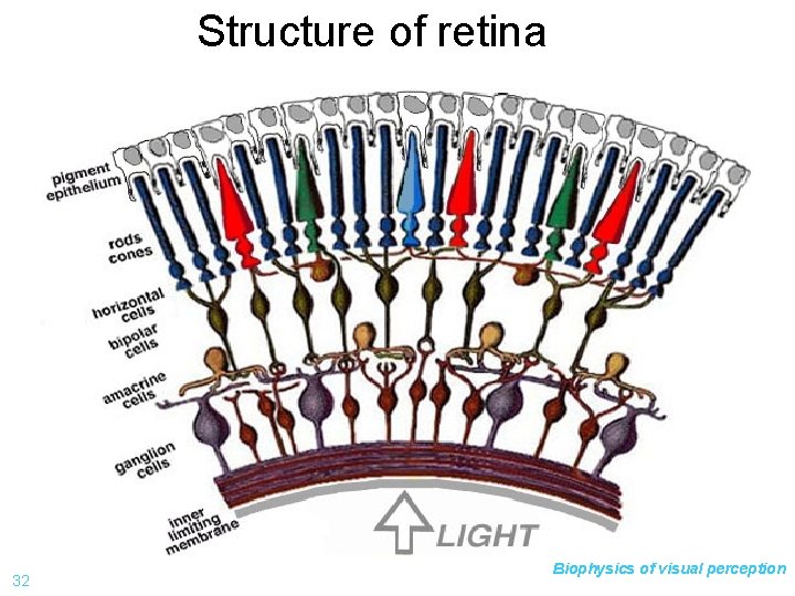 Structure of retina 32 Biophysics of visual perception 