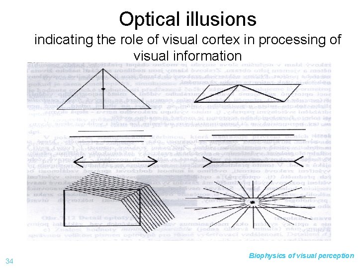 Optical illusions indicating the role of visual cortex in processing of visual information 34