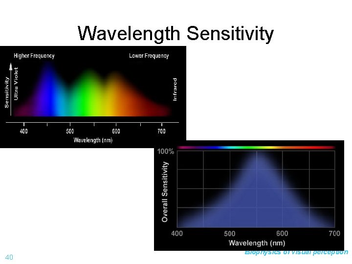 Wavelength Sensitivity 40 Biophysics of visual perception 