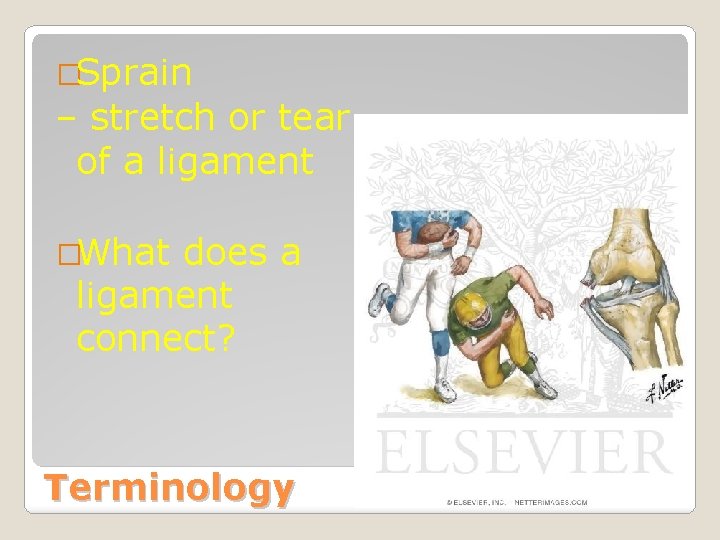 �Sprain – stretch or tear of a ligament �What does a ligament connect? Terminology
