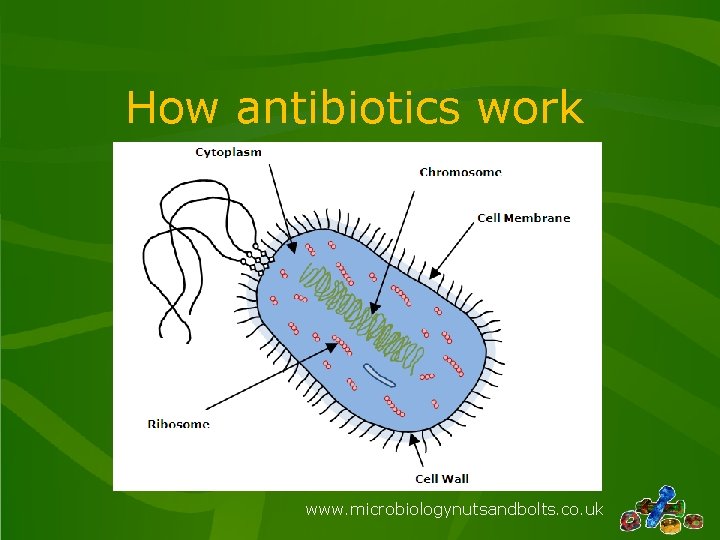 How antibiotics work www. microbiologynutsandbolts. co. uk 
