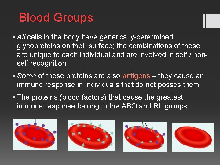 Blood Groups § All cells in the body have genetically-determined glycoproteins on their surface;