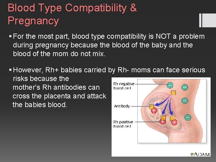 Blood Type Compatibility & Pregnancy § For the most part, blood type compatibility is