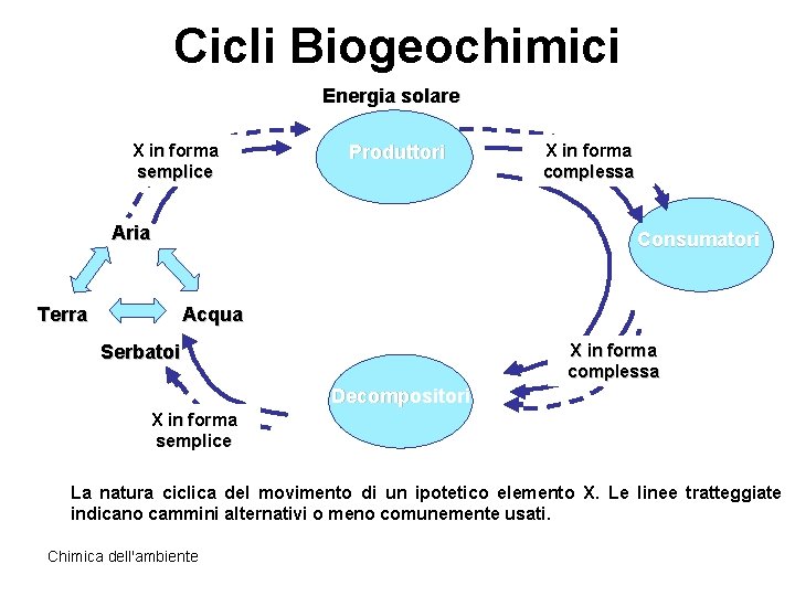 Cicli Biogeochimici Energia solare X in forma semplice Produttori Aria Terra X in forma