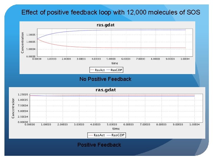 Effect of positive feedback loop with 12, 000 molecules of SOS No Positive Feedback