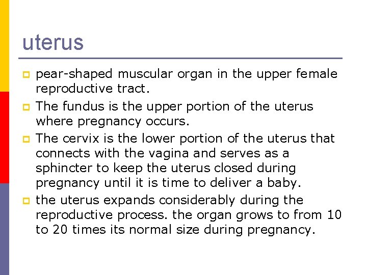 uterus p p pear-shaped muscular organ in the upper female reproductive tract. The fundus