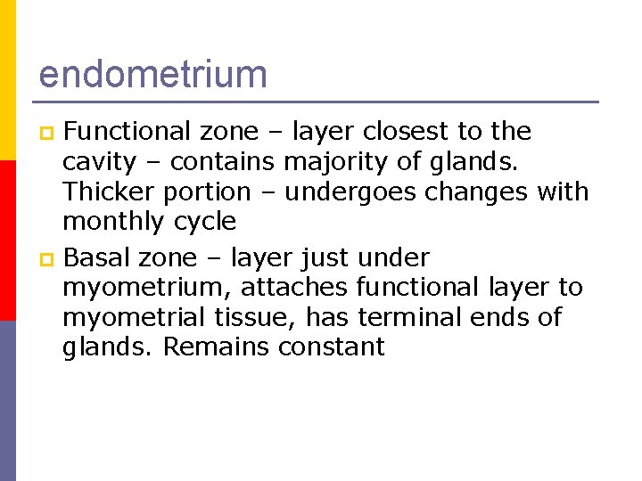 endometrium Functional zone – layer closest to the cavity – contains majority of glands.