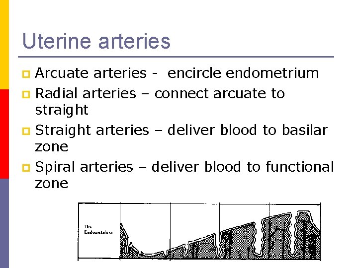 Uterine arteries Arcuate arteries - encircle endometrium p Radial arteries – connect arcuate to