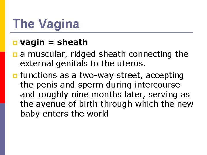 The Vagina vagin = sheath p a muscular, ridged sheath connecting the external genitals