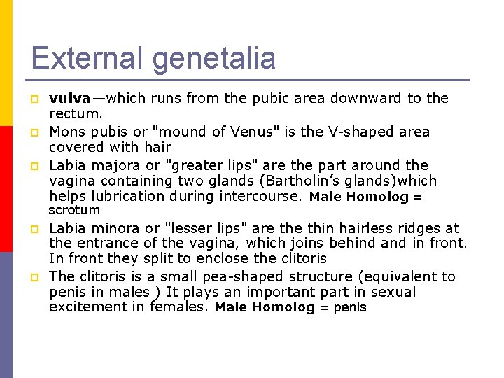 External genetalia p p p vulva—which runs from the pubic area downward to the