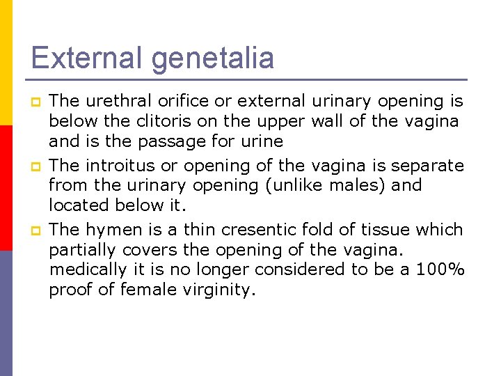 External genetalia p p p The urethral orifice or external urinary opening is below